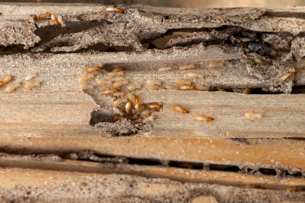 Best Commercial Pest Control Services  in Brook Park, OH